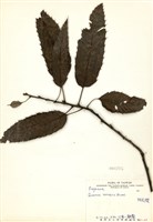 藏品(栓皮櫟)的圖片